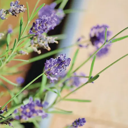 Apartment Hrvoja 05 Apartman Zadar