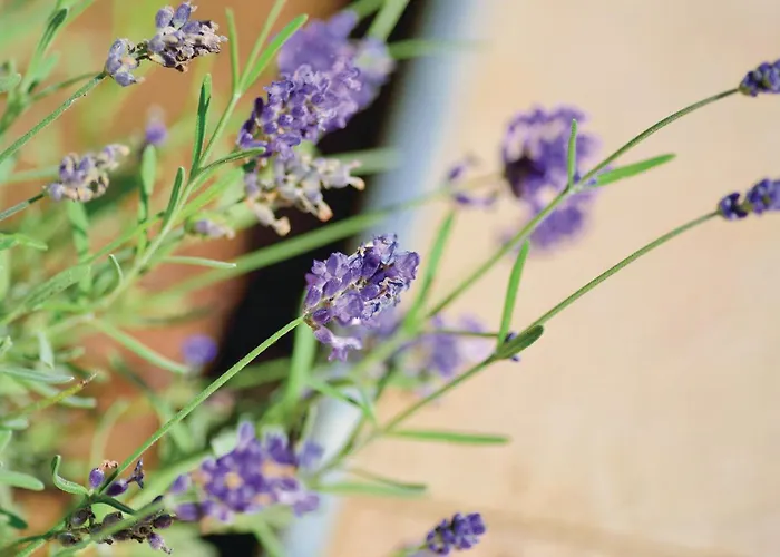 Hrvoja 05 Lägenhet Zadar